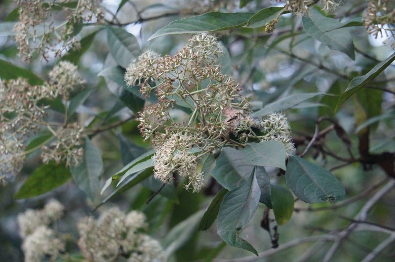 Critonia daleoides, photographed by Juan Carlos Pérez Magaña