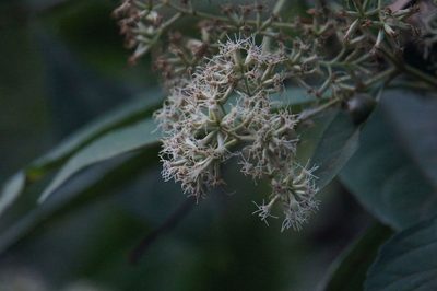 Critonia daleoides, photographed by Juan Carlos Pérez Magaña
