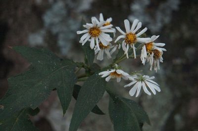 Montanoa grandiflora, photographed by Juan Carlos Pérez Magaña