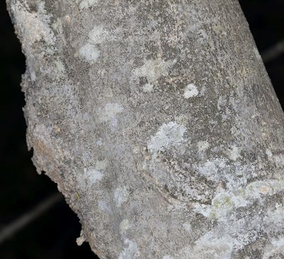 Afrocanthium mundianum, photographed by Alan Manson