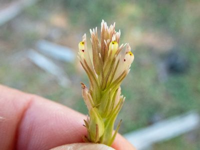 Castilleja attenuata, photographed by Don Loarie