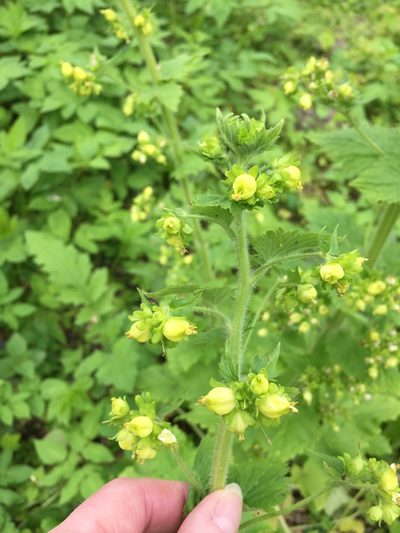 Scrophularia vernalis, photographed by Dorte Stokholm