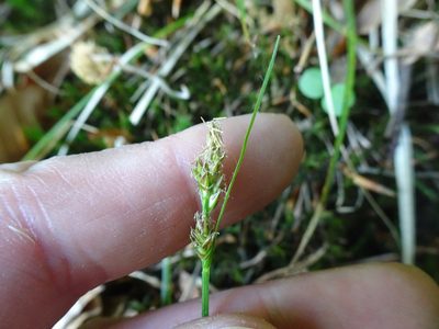 Carex muricata, photographed by Robert H. Wardell