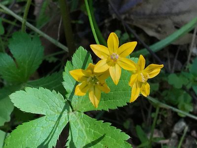 Triteleia lugens, photographed by rappman