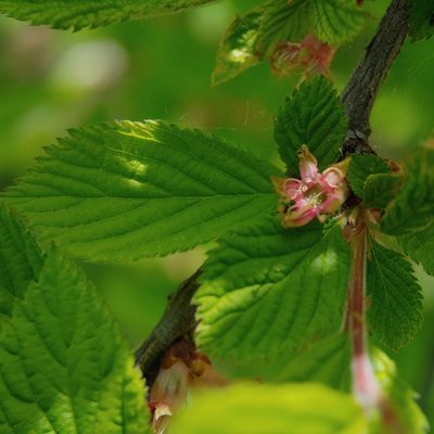 Prunus tomentosa, photographed by Evgenii Iaitskii