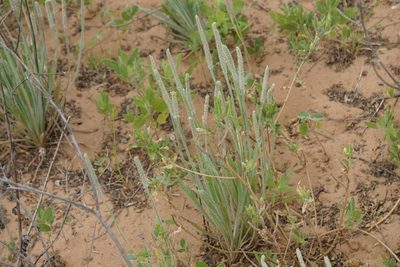 Plantago hookeriana, photographed by Robert Creech