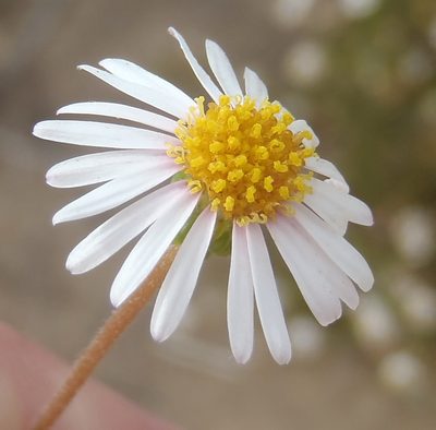 Felicia hyssopifolia, photographed by Nicola van Berkel
