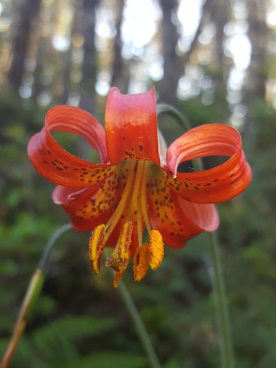 Lilium occidentale, photographed by Alex Abair