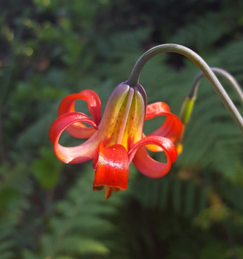 Lilium occidentale, photographed by Alex Abair