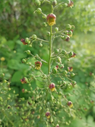 Scrophularia scopolii, photographed by Екатерина Кропочева