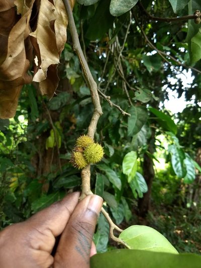 Hopea ponga, photographed by renjus box