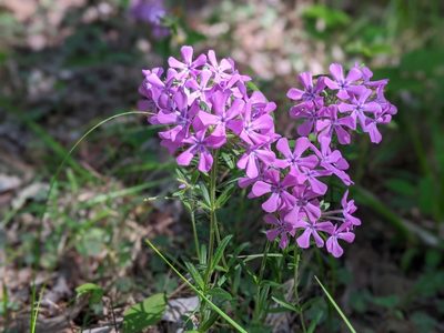 Phlox amoena, photographed by Courtney Alley