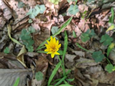 Krigia dandelion, photographed by Courtney Alley