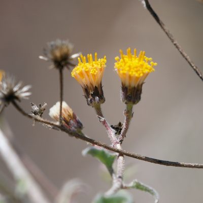 Bebbia atriplicifolia, photographed by Bill Levine