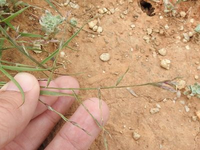 Eragrostis sessilispica, photographed by Sam Kieschnick