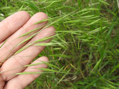 Bromus rigidus, photographed by Sam Kieschnick