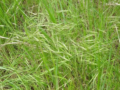 Bromus rigidus, photographed by Sam Kieschnick