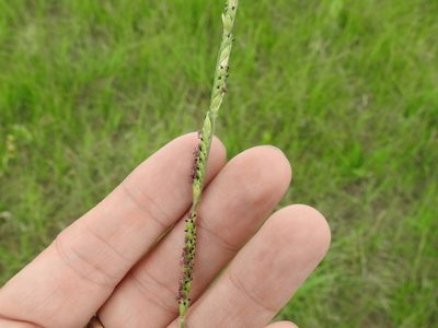 Eriochloa sericea, photographed by Sam Kieschnick