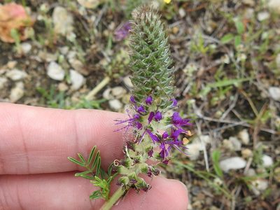 Dalea reverchonii, photographed by Sam Kieschnick