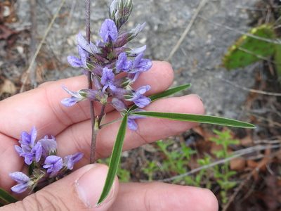 Pediomelum cyphocalyx, photographed by Sam Kieschnick