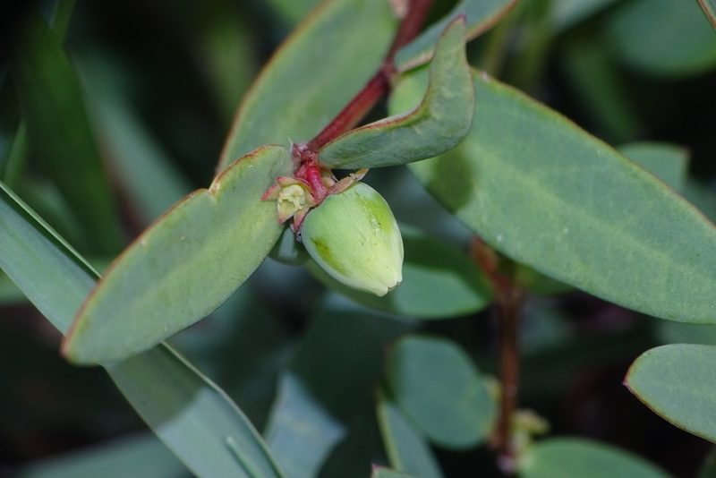 Synostemon bacciformis, photographed by renjus box