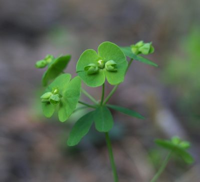 Euphorbia borealis, photographed by Oleg Kosterin