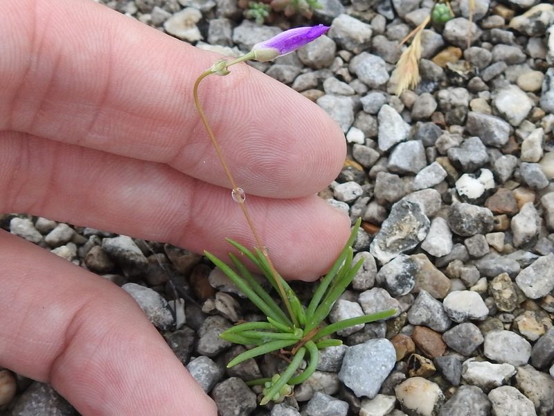 Phemeranthus calcaricus, photographed by Sam Kieschnick