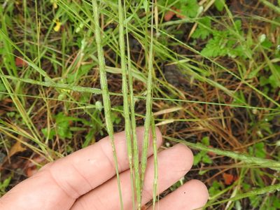 Aegilops cylindrica, photographed by Sam Kieschnick