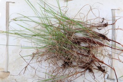 Carex globularis, photographed by Nina Filippova