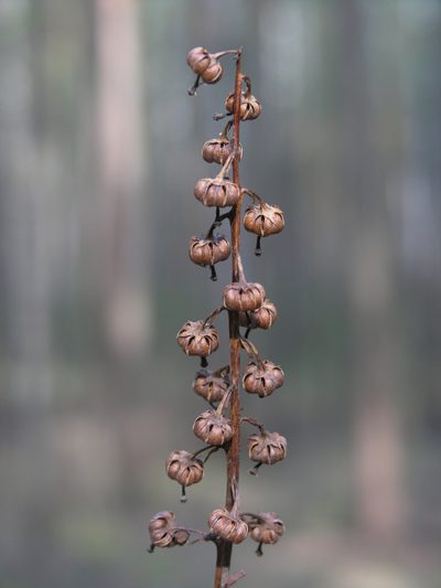 Pyrola media, photographed by Oleg Kosterin