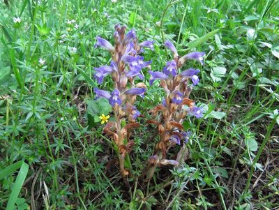 Orobanche ramosa, photographed by Annika Lindqvist