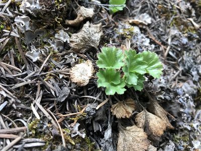 Telesonix heucheriformis, photographed by Caleb Catto