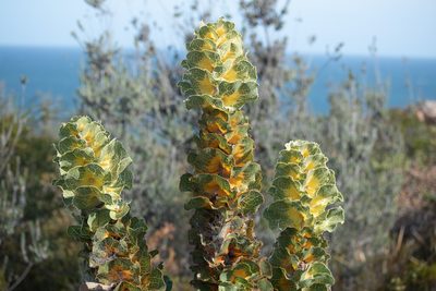 Hakea victoria, photographed by Nash Turley