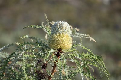 Banksia speciosa, photographed by Nash Turley