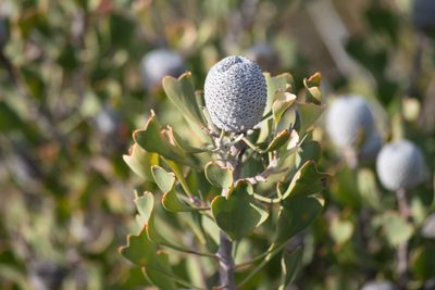 Isopogon trilobus, photographed by Nash Turley