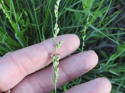 Setaria reverchonii, photographed by Sam Kieschnick