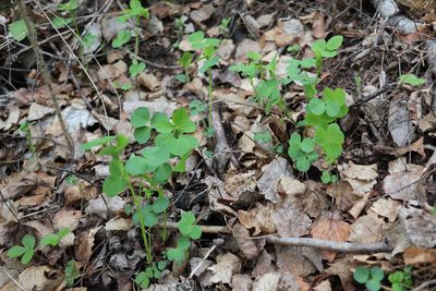Medicago platycarpos, photographed by Nina Filippova