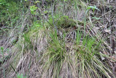 Carex pediformis, photographed by Nina Filippova