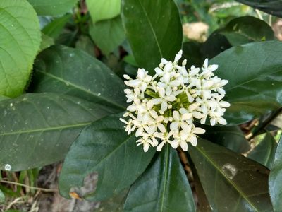 Ixora finlaysoniana, photographed by renjus box