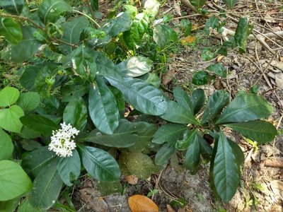 Ixora finlaysoniana, photographed by renjus box