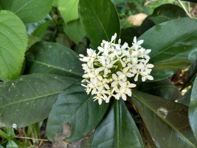 Ixora finlaysoniana, photographed by renjus box