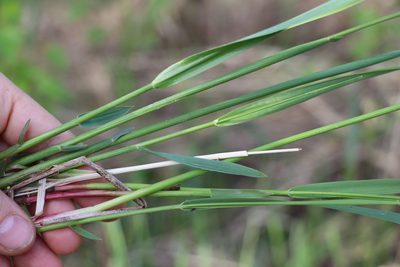 Anthoxanthum nitens, photographed by Nina Filippova