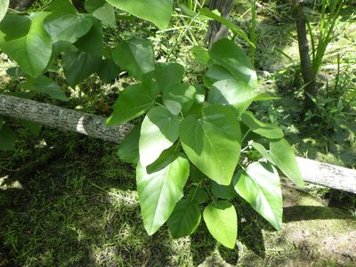 Populus heterophylla, photographed by David Weisenbeck