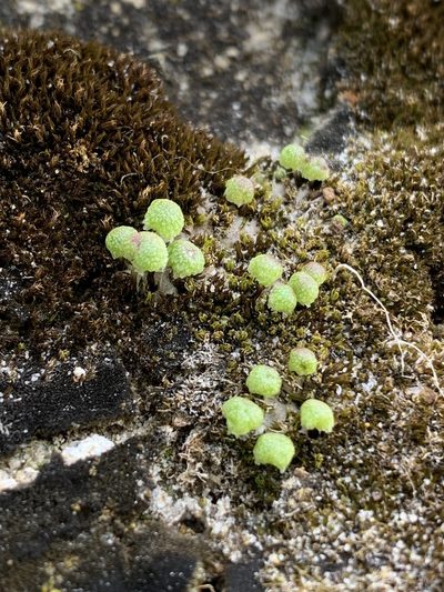 Mannia triandra, photographed by Brandon Corder