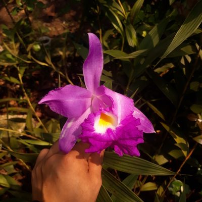 Sobralia macrantha, photographed by Victor De la Cruz