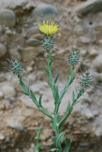 Centaurea sulphurea, photographed by Quentin Groom