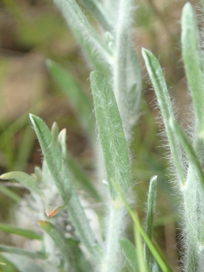 Convolvulus lanuginosus, photographed by Julien Renoult