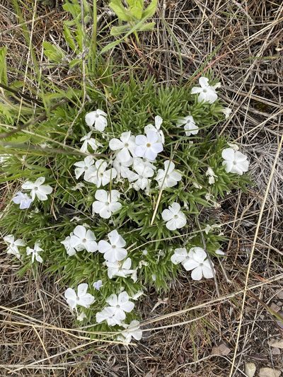 Phlox missoulensis, photographed by Cole Wolf