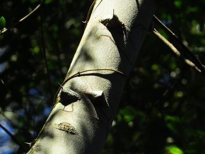 Zanthoxylum rhoifolium, photographed by Leonel Roget