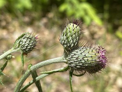 Cirsium carolinianum, photographed by Alan Weakley